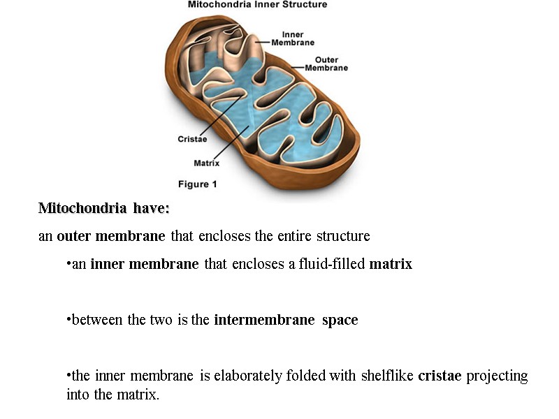 Mitochondria have:  an outer membrane that encloses the entire structure  an inner